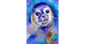 Drawing of seal by ⋆su⋆vinci彡